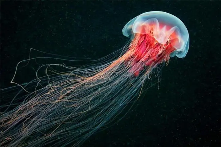 最强海洋生物排行榜（十大最危险的海洋生物）-第3张图片-飞扬号