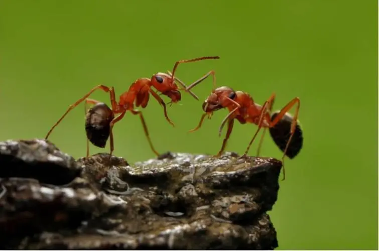 世界上最厉害的蚂蚁排名（世界十大蚂蚁排行榜）-第1张图片-飞扬号