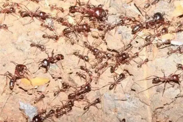 世界上最厉害的蚂蚁排名（世界十大蚂蚁排行榜）-第3张图片-飞扬号