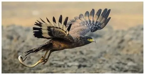 世界上最凶猛的鸟有哪些（最厉害的鸟前十名）-第2张图片-飞扬号