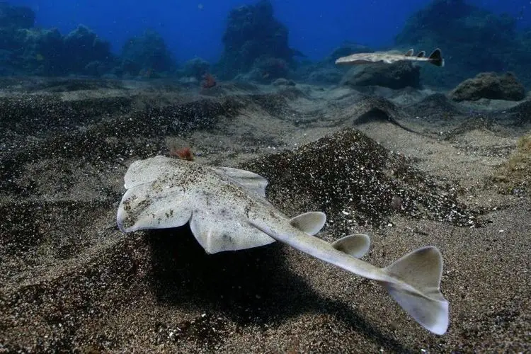 世界上最稀有的鲨鱼：天使鲨（如今已经濒临灭绝）-第2张图片-飞扬号