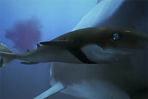 世界十大最可怕的鲨鱼，最恐怖的鲨鱼排行榜-第1张图片-飞扬号