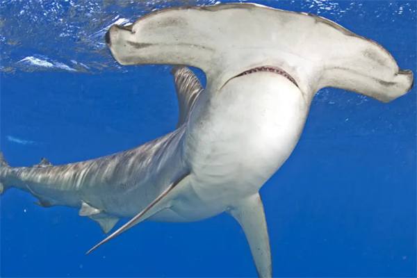 世界十大最可怕的鲨鱼，最恐怖的鲨鱼排行榜-第3张图片-飞扬号