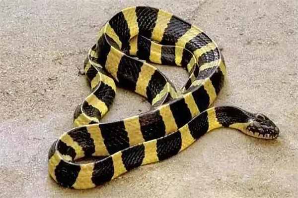 中国最毒的蛇第一名是谁，中国十大毒蛇排名榜-第1张图片-飞扬号