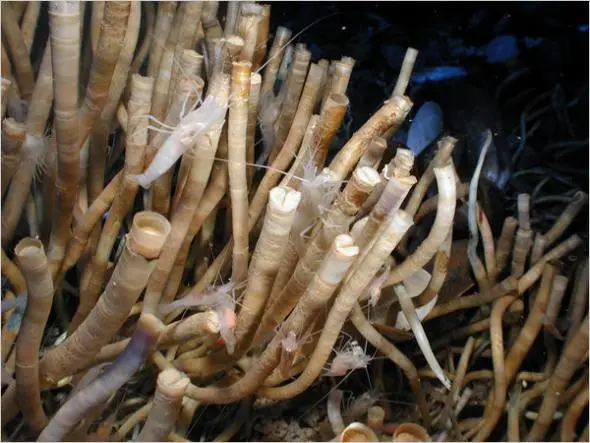 最长寿的海洋生物有哪些，十大寿命最长的海洋生物-第2张图片-飞扬号