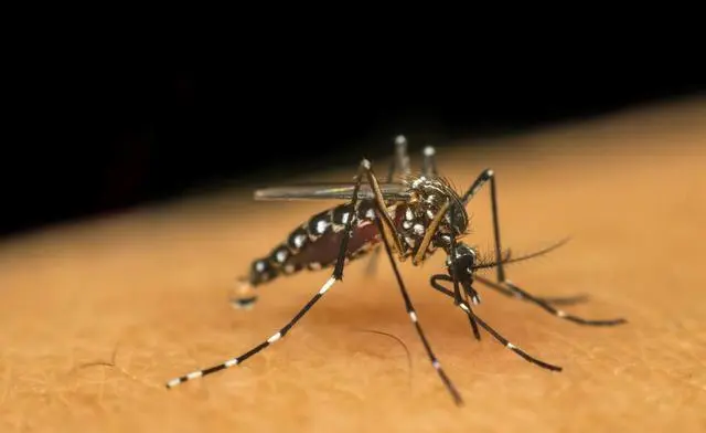 蚊子最怕的是什么（蚊子最怕的3个克星）-第1张图片-飞扬号