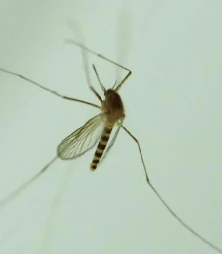 蚊子最怕的是什么（蚊子最怕的3个克星）-第2张图片-飞扬号