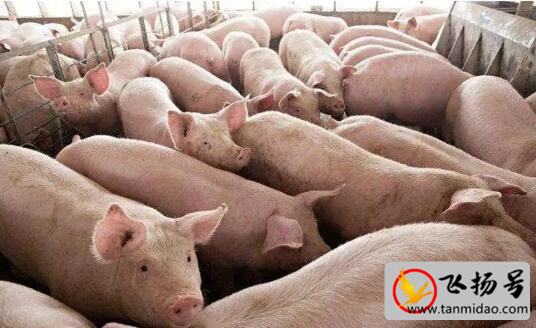 养猪的利润与成本，一头猪的利润在500-600之间-第1张图片-飞扬号