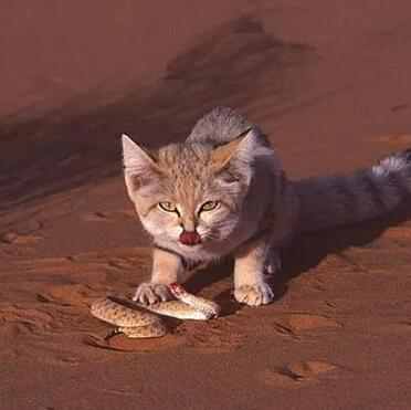 沙漠里最厉害的动物是什么（沙漠中十大最可怕的动物排名）-第9张图片-飞扬号