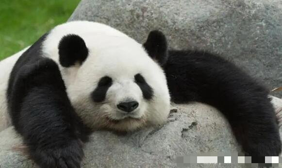 大熊猫是猫吗，大熊猫为什么是国宝-第1张图片-飞扬号