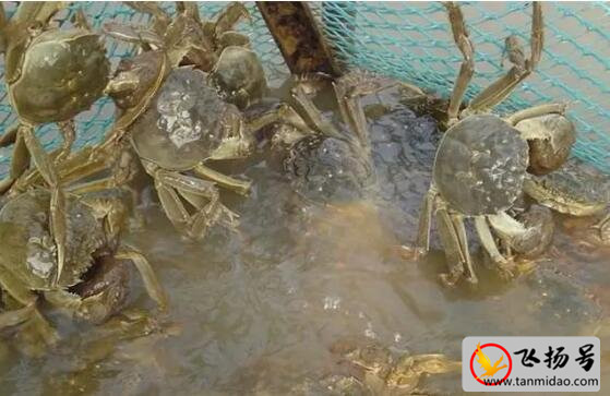 螃蟹吃什么食物（螃蟹养殖小技巧）-第1张图片-飞扬号