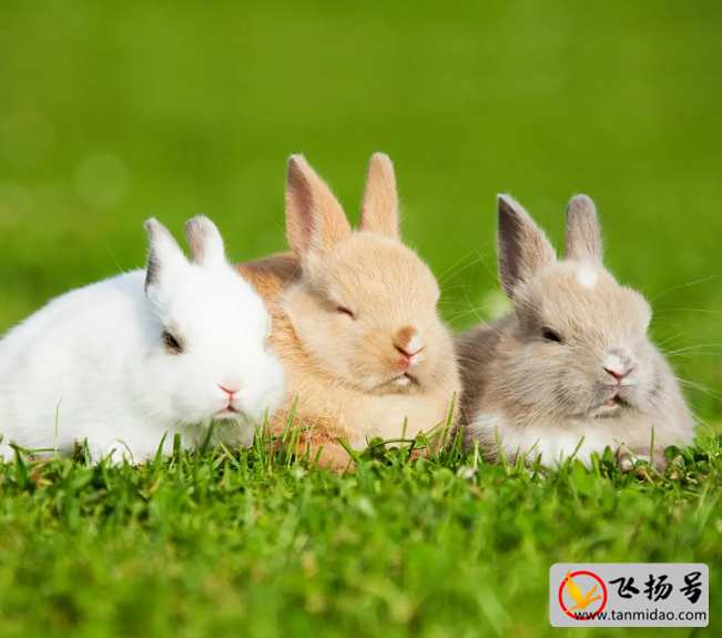 养殖兔子500只利润（养殖肉兔的利润和成本）-第1张图片-飞扬号