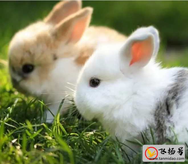 养殖兔子500只利润（养殖肉兔的利润和成本）-第2张图片-飞扬号