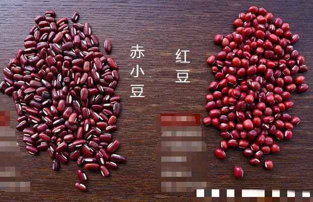 赤小豆和红豆是一种吗（红豆与赤小豆有何区别）-第1张图片-飞扬号