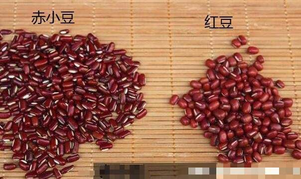 赤小豆和红豆是一种吗（红豆与赤小豆有何区别）-第2张图片-飞扬号