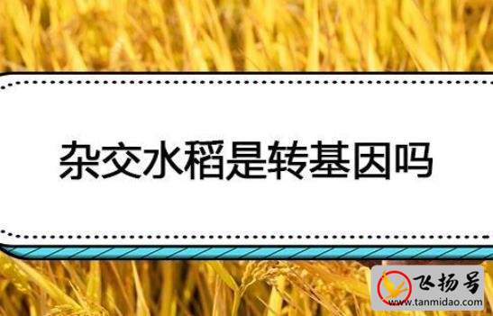 杂交水稻是转基因吗（杂交水稻和转基因水稻的区别）-第1张图片-飞扬号