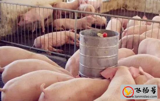 养30头母猪投资多少钱（母猪养殖成本与利润分析）-第1张图片-飞扬号