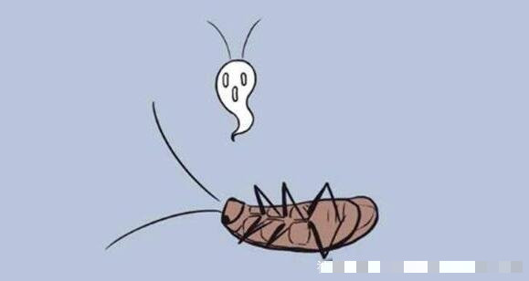 家里有蟑螂如何彻底消灭（5种最有效去除蟑螂的方法）-第2张图片-飞扬号