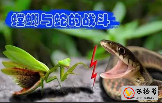 蛇为什么怕螳螂（螳螂能杀死蛇吗）-第1张图片-飞扬号