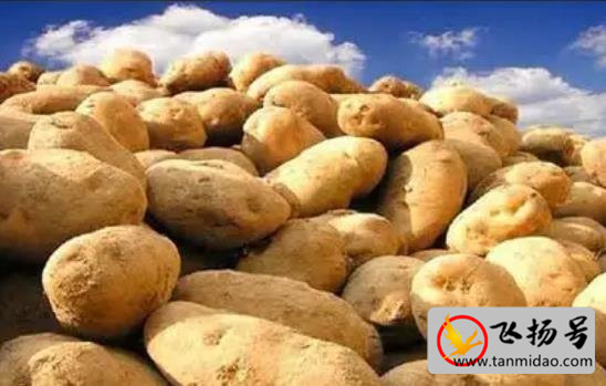 土豆种植多久可以收获（土豆种植成本和利润多少）-第1张图片-飞扬号