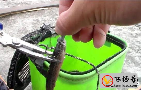 泥鳅钓鱼为什么被禁止（主要是为了保护生态环境）-第1张图片-飞扬号
