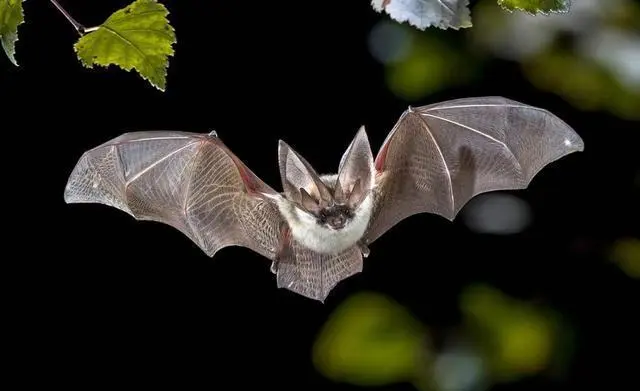 蝙蝠飞到家里是什么预兆（蝙蝠飞到家里怎么驱赶）-第4张图片-飞扬号