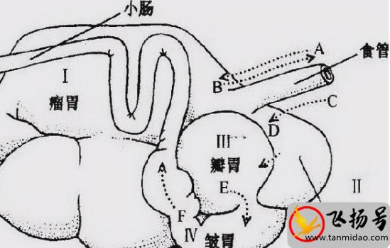 牛有几个胃：4个（瘤胃/网胃/重瓣胃/皱胃）-第2张图片-飞扬号