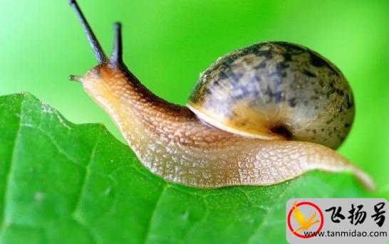 蜗牛是益虫还是害虫：害虫（附蜗牛虫害的防治措施）-第2张图片-飞扬号