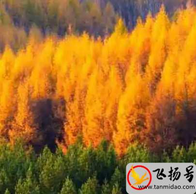 中国最有名的原始森林有哪些（中国最美十大原始森林排行榜）-第4张图片-飞扬号