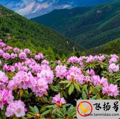 中国最有名的原始森林有哪些（中国最美十大原始森林排行榜）-第5张图片-飞扬号