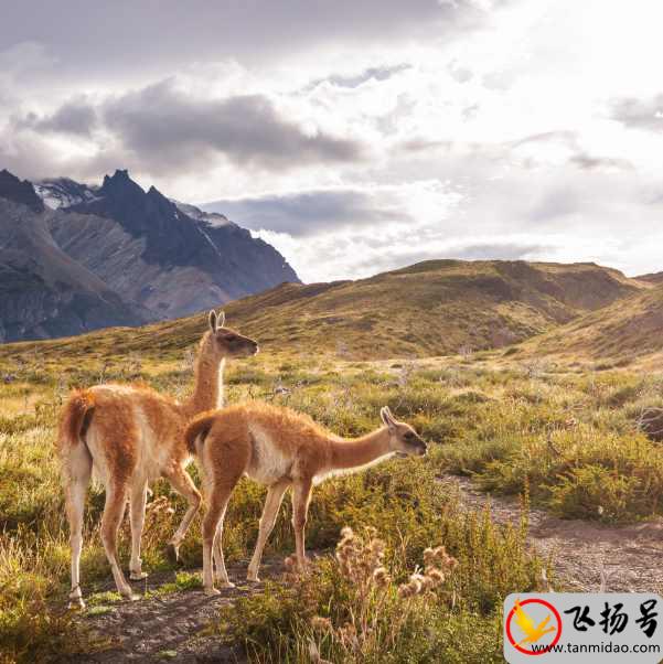 南美洲经济最发达的国家是哪一个（南美洲最发达国家排名榜前十）-第3张图片-飞扬号