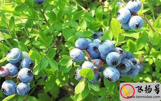 蓝莓的种植方法和技术（蓝莓种植必要的4个条件）-第1张图片-飞扬号