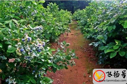 蓝莓的种植方法和技术（蓝莓种植必要的4个条件）-第2张图片-飞扬号