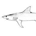 已经灭绝的鲨鱼种类有哪些（已灭绝的十大鲨鱼排名）-第2张图片-飞扬号