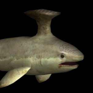 已经灭绝的鲨鱼种类有哪些（已灭绝的十大鲨鱼排名）-第3张图片-飞扬号