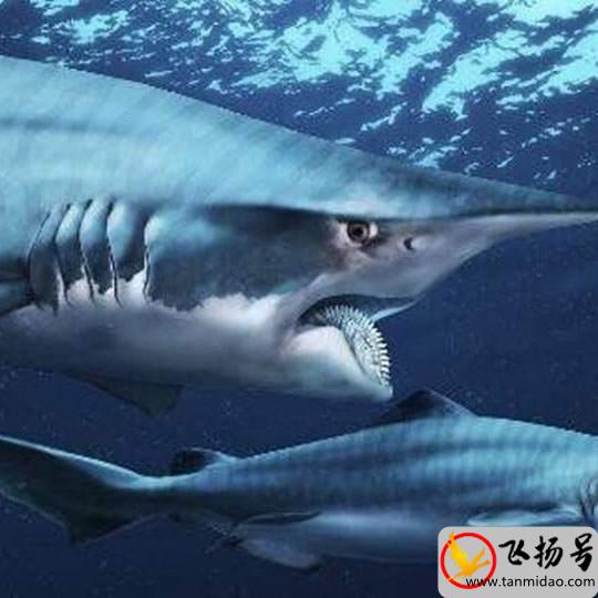 已经灭绝的鲨鱼种类有哪些（已灭绝的十大鲨鱼排名）-第5张图片-飞扬号