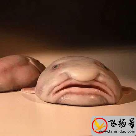 世界上最恐怖的鱼是什么鱼（世界上十大最恐怖的鱼排名）-第3张图片-飞扬号