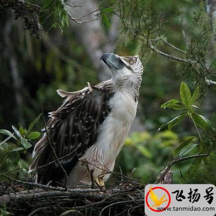 最凶猛的鸟类是什么（最强悍的鸟类排名前十）-第1张图片-飞扬号