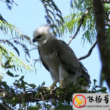 最凶猛的鸟类是什么（最强悍的鸟类排名前十）-第2张图片-飞扬号