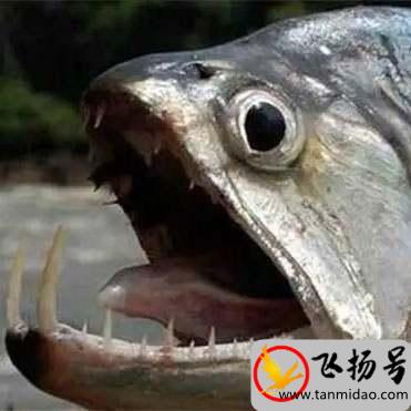 奇丑无比的动物有哪些（世界十大最丑的动物排行榜）-第3张图片-飞扬号