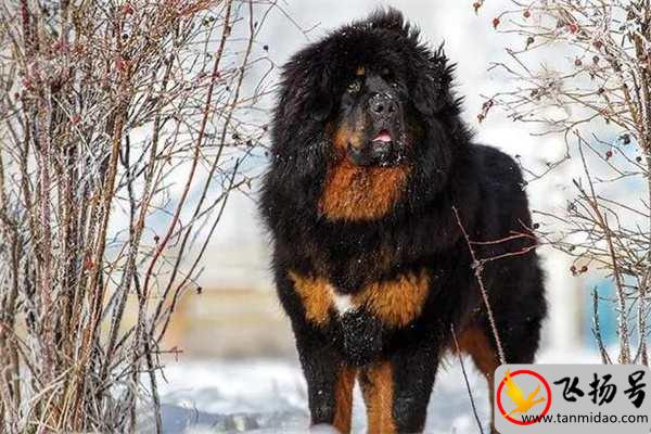 一只藏獒多少钱（藏獒多大开始认主人）-第2张图片-飞扬号