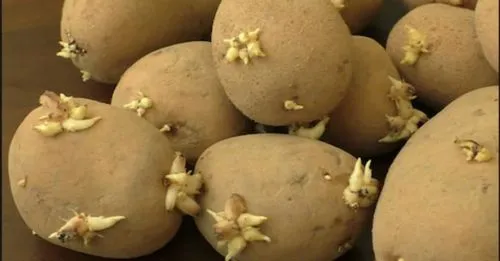 发芽的土豆还能吃吗？不能吃（有可能导致食物中毒甚至死亡）-第1张图片-飞扬号