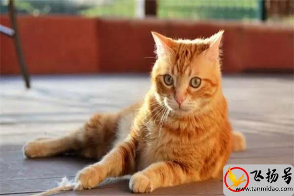 橘猫价格多少钱一只（橘猫的智商高吗）-第2张图片-飞扬号