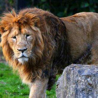 世界上最厉害的狮子是什么狮子（最厉害的狮子排名前十）-第1张图片-飞扬号