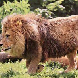 世界上最厉害的狮子是什么狮子（最厉害的狮子排名前十）-第4张图片-飞扬号