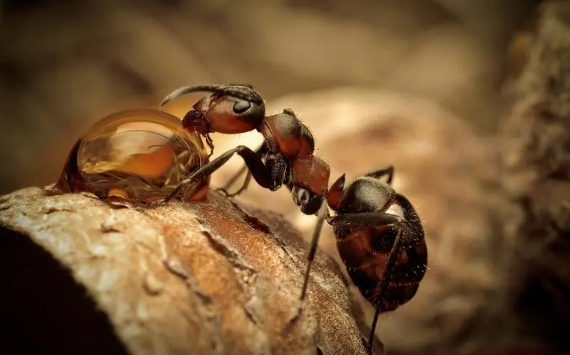 蚂蚁的天敌是什么动物（蚂蚁都有什么天敌）-第1张图片-飞扬号