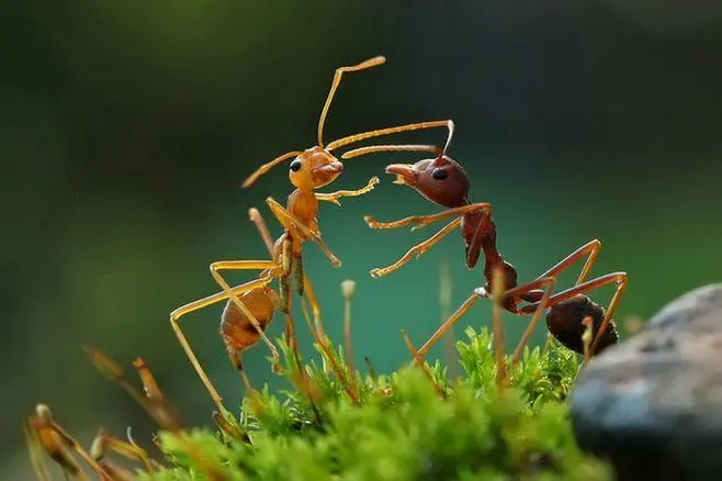 蚂蚁的天敌是什么动物（蚂蚁都有什么天敌）-第2张图片-飞扬号