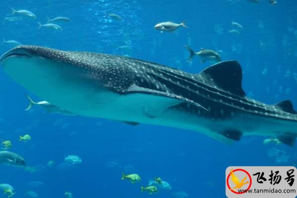 世界上最大的鱼类：鲸鲨（光是嘴巴就有1.5米）-第1张图片-飞扬号