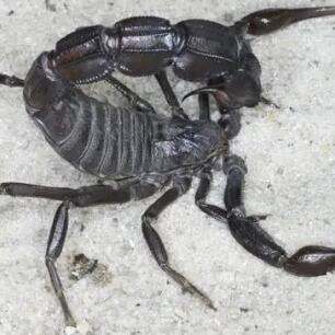 哪种蝎子毒性最强（世界上最毒的蝎子前十名）-第3张图片-飞扬号