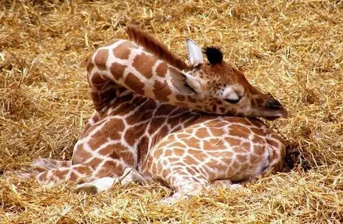 长颈鹿可以趴着睡觉吗